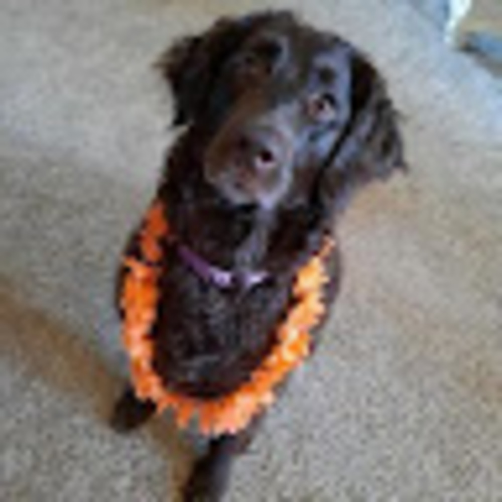 Meet your Posher, Teagan